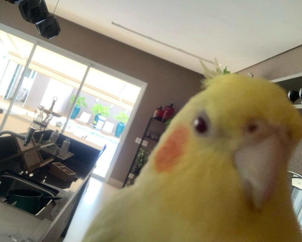 Kiki, the Waggo cockatiel mascot